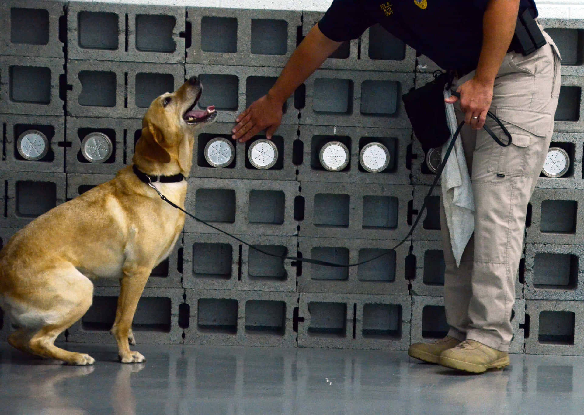 Dog Training Sessionwith Handler Background