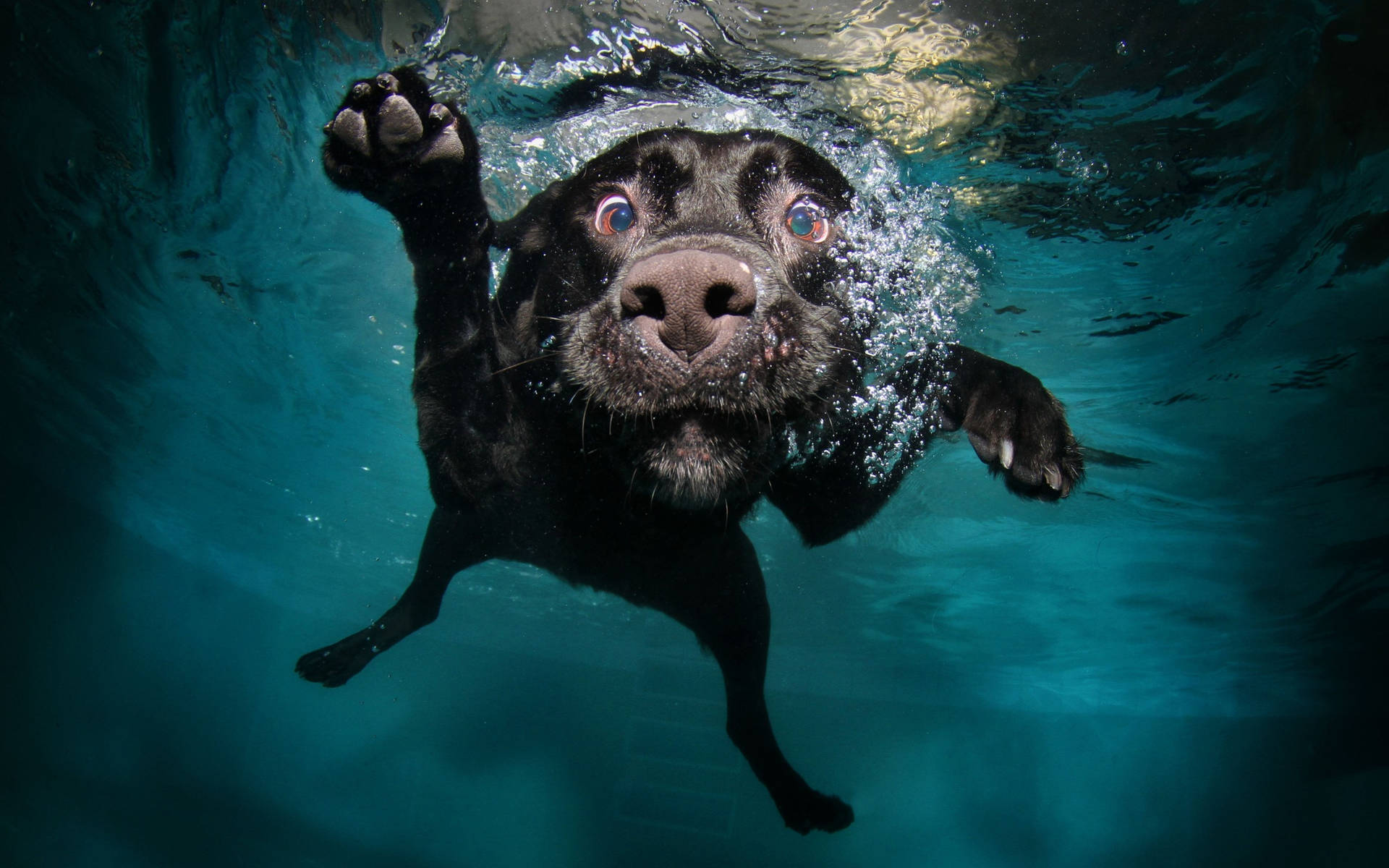 Dog Underwater Swimming Background
