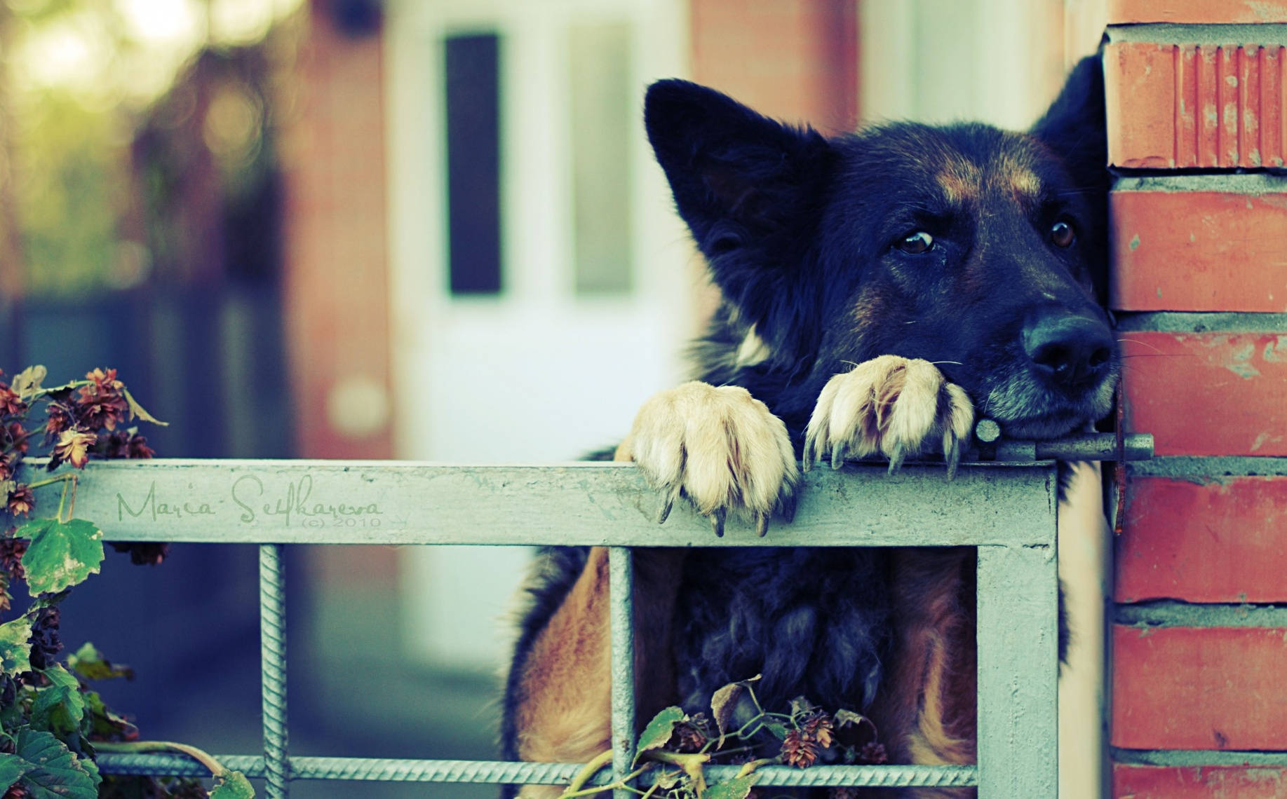 Dog Waiting Behind Gate