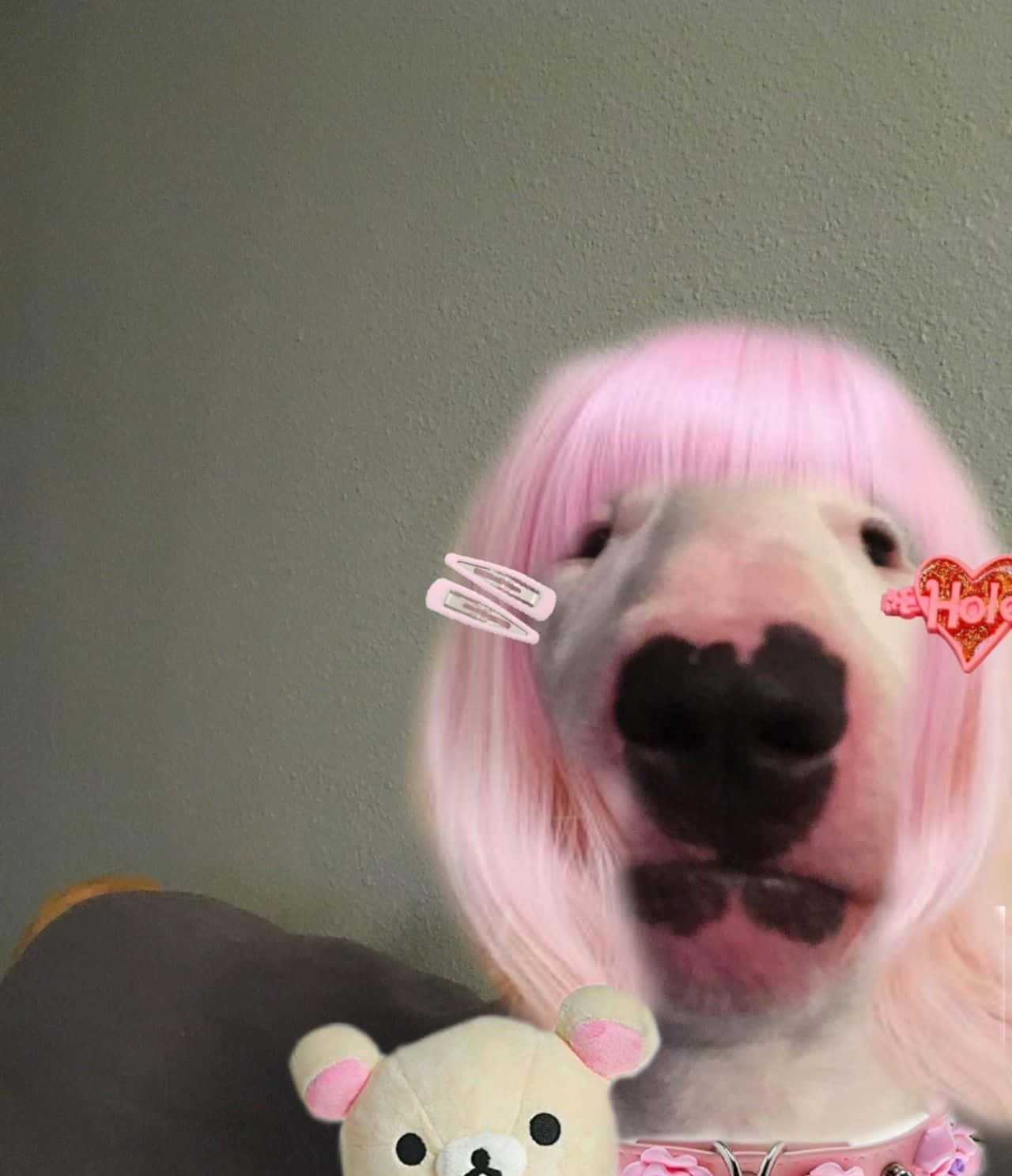 Dog Wearing Wig Weird Pfp