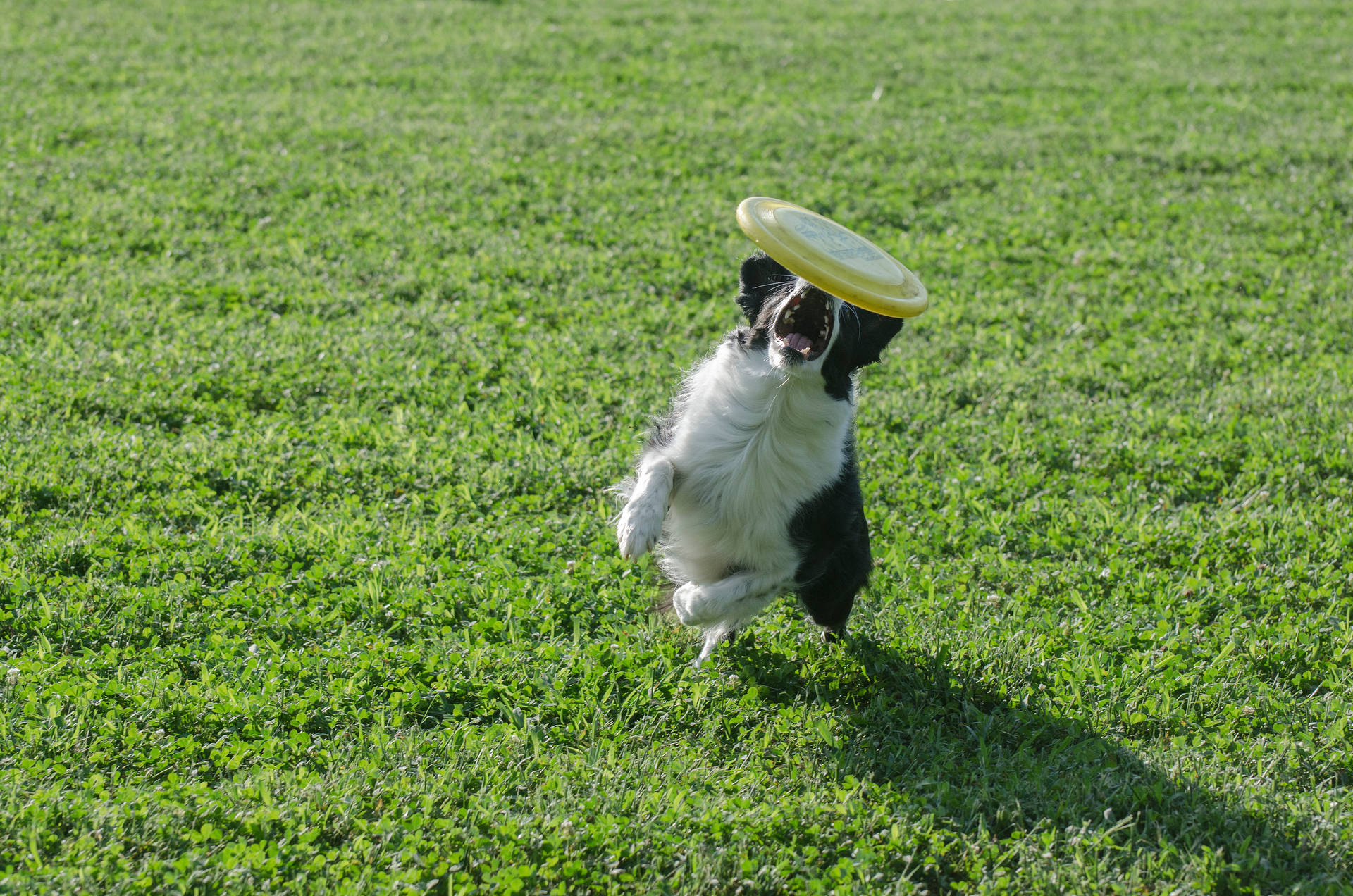Dog With Green Frisbee