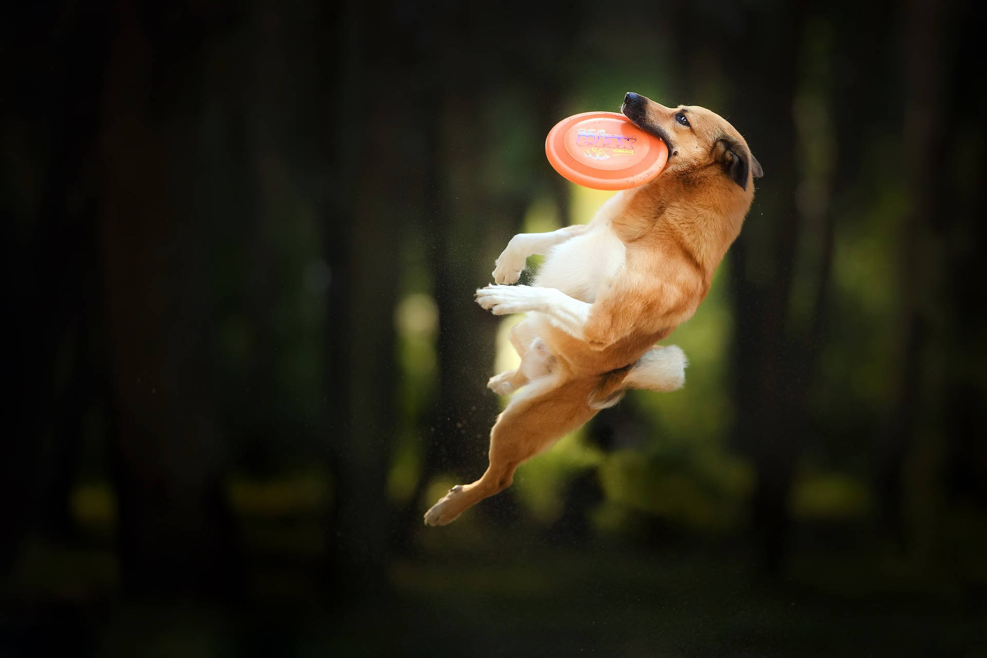 Dog With Orange Frisbee
