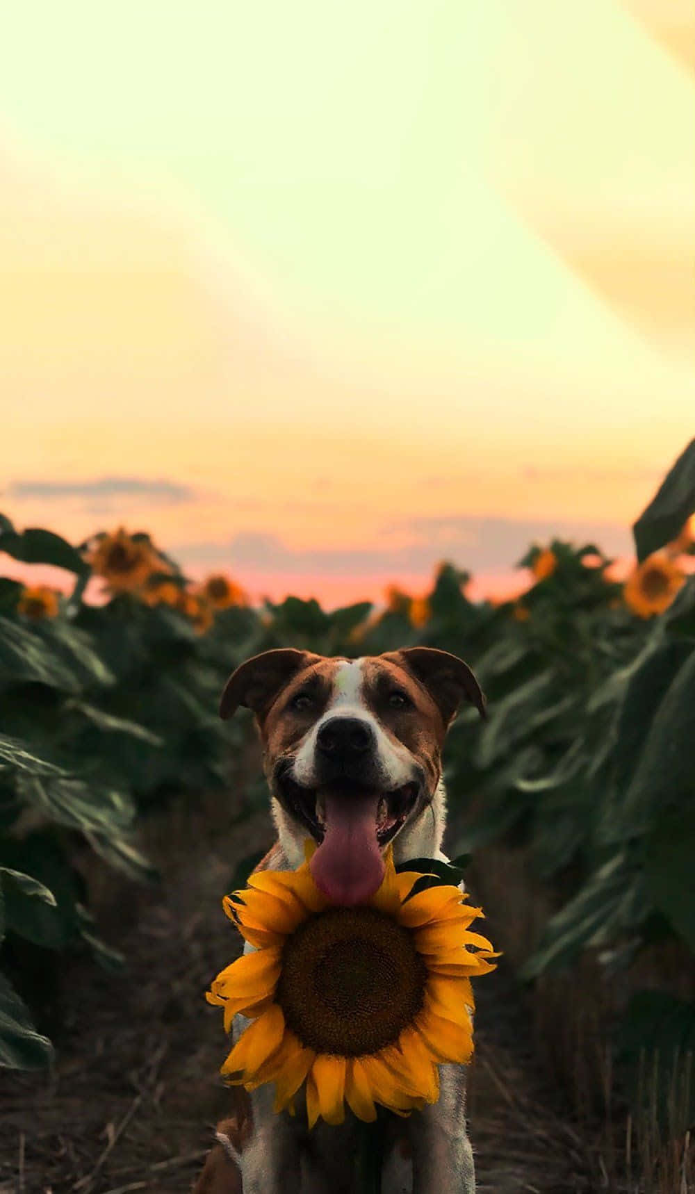 Dog With Sunflower Aesthetic Background
