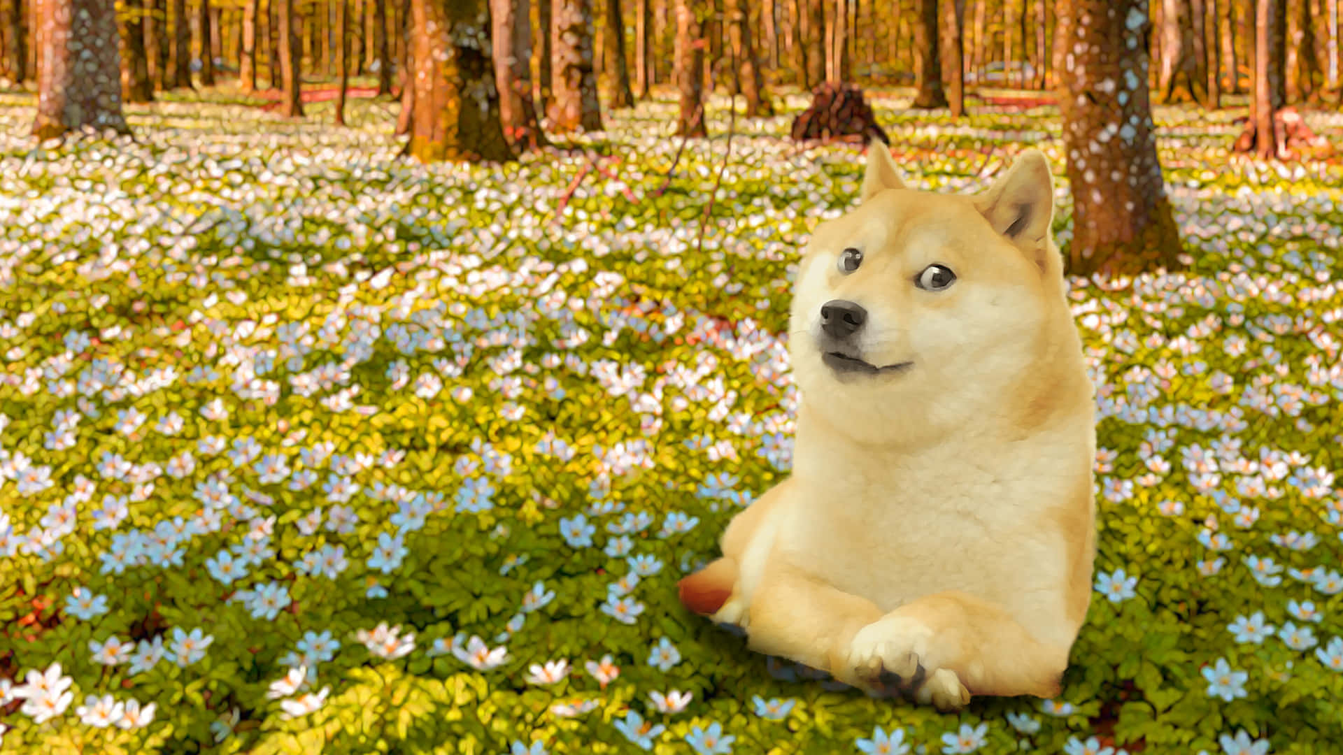 Doge In Flower Field Background