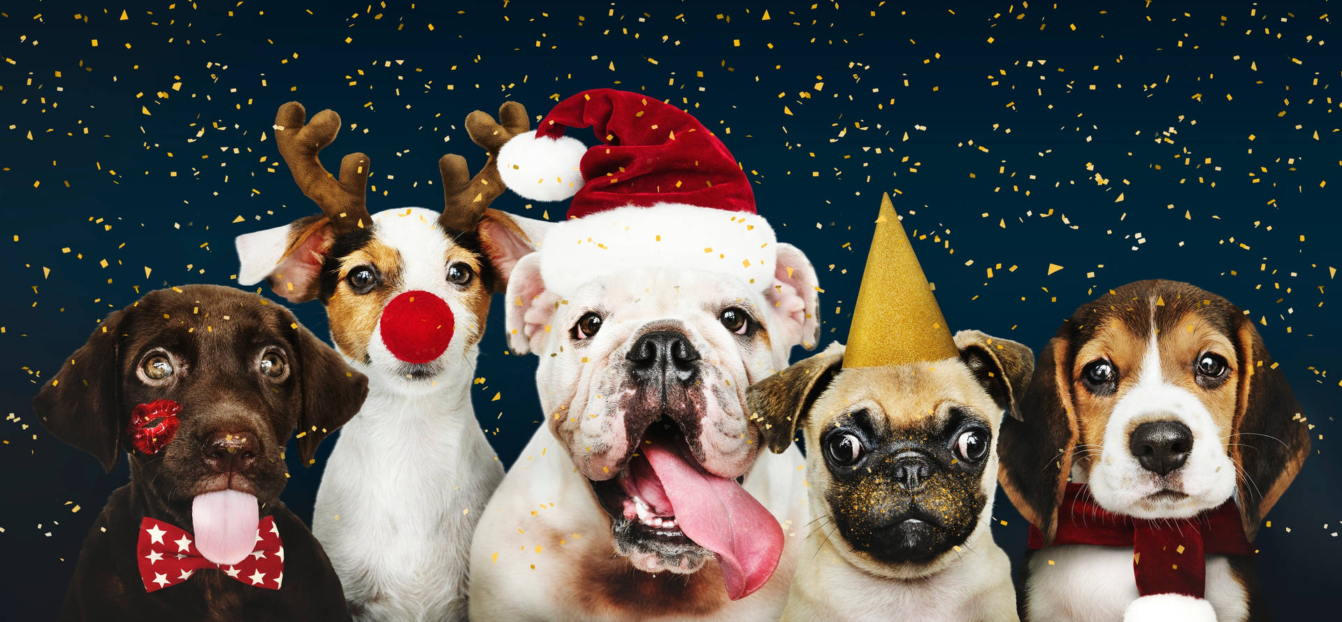 Dogs Christmas Party Background