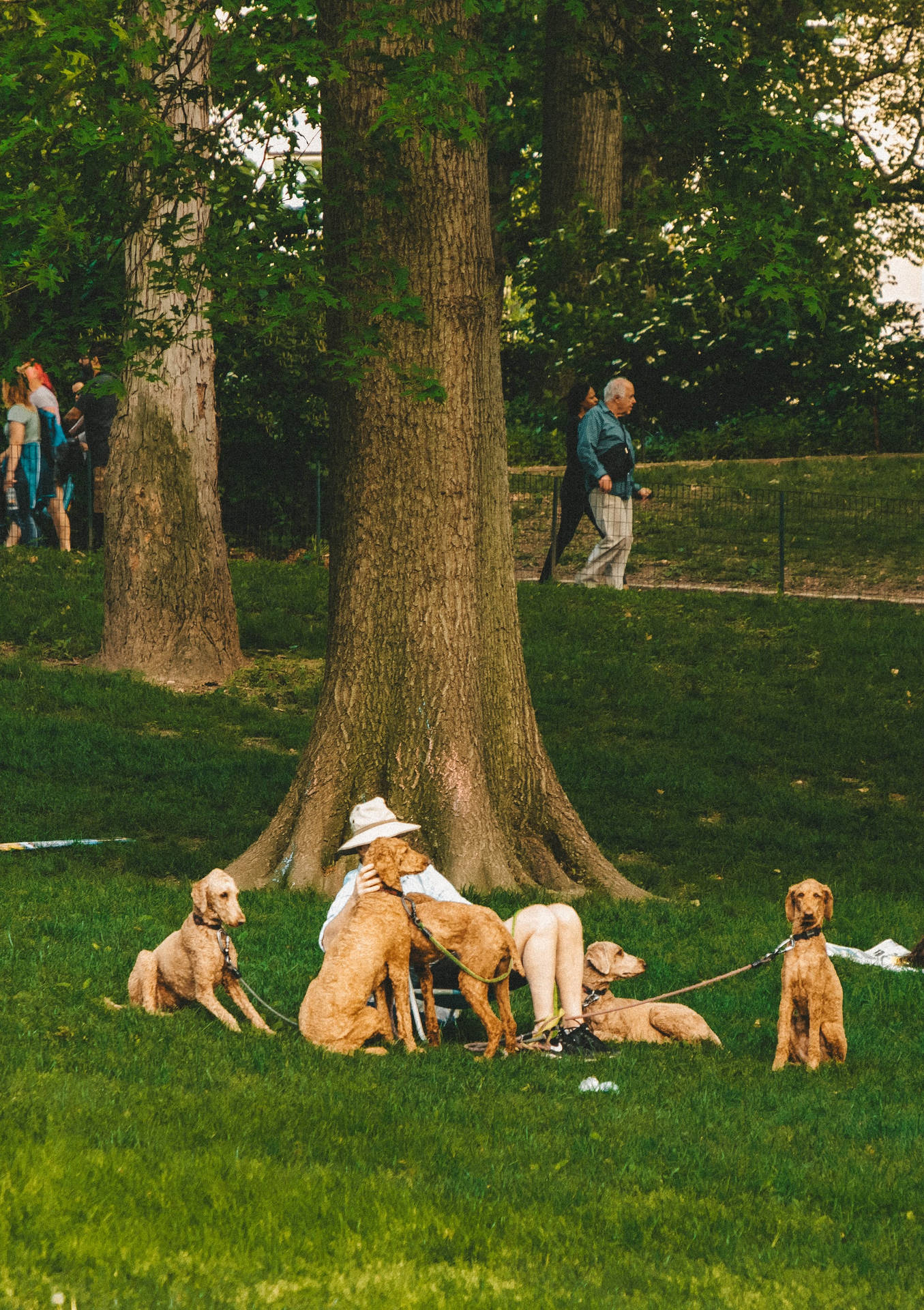 Dogs In Central Park Background