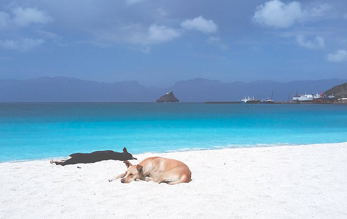 Dogs Resting In Cape Verde Beach Background