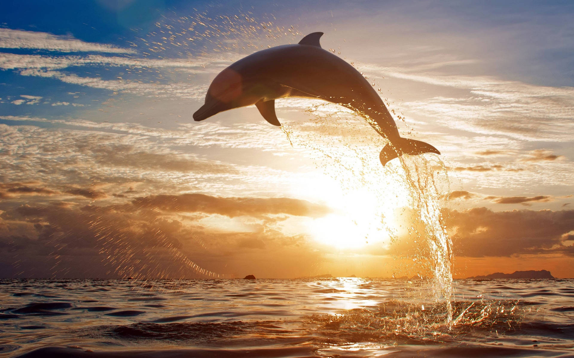 Dolphin Animal At Sunset Background