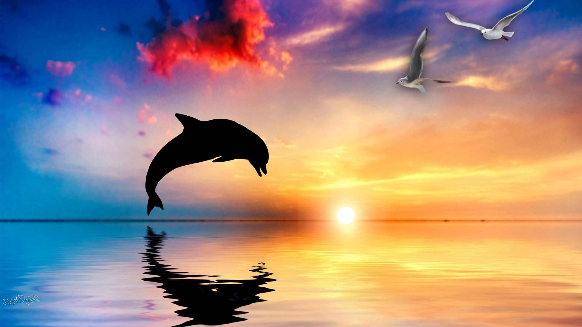 Dolphin At Sunset Background