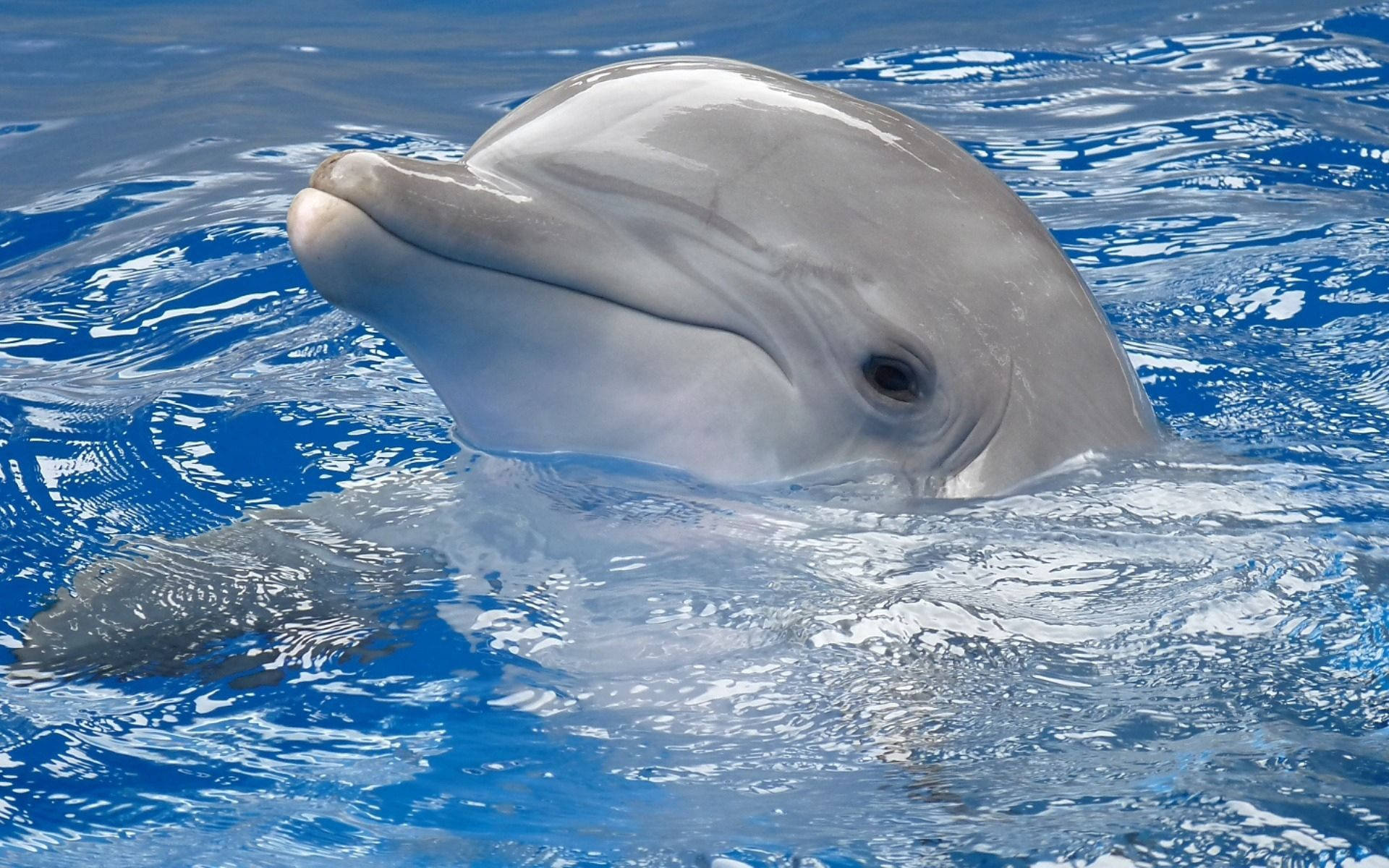 Dolphin Head Above The Water Background