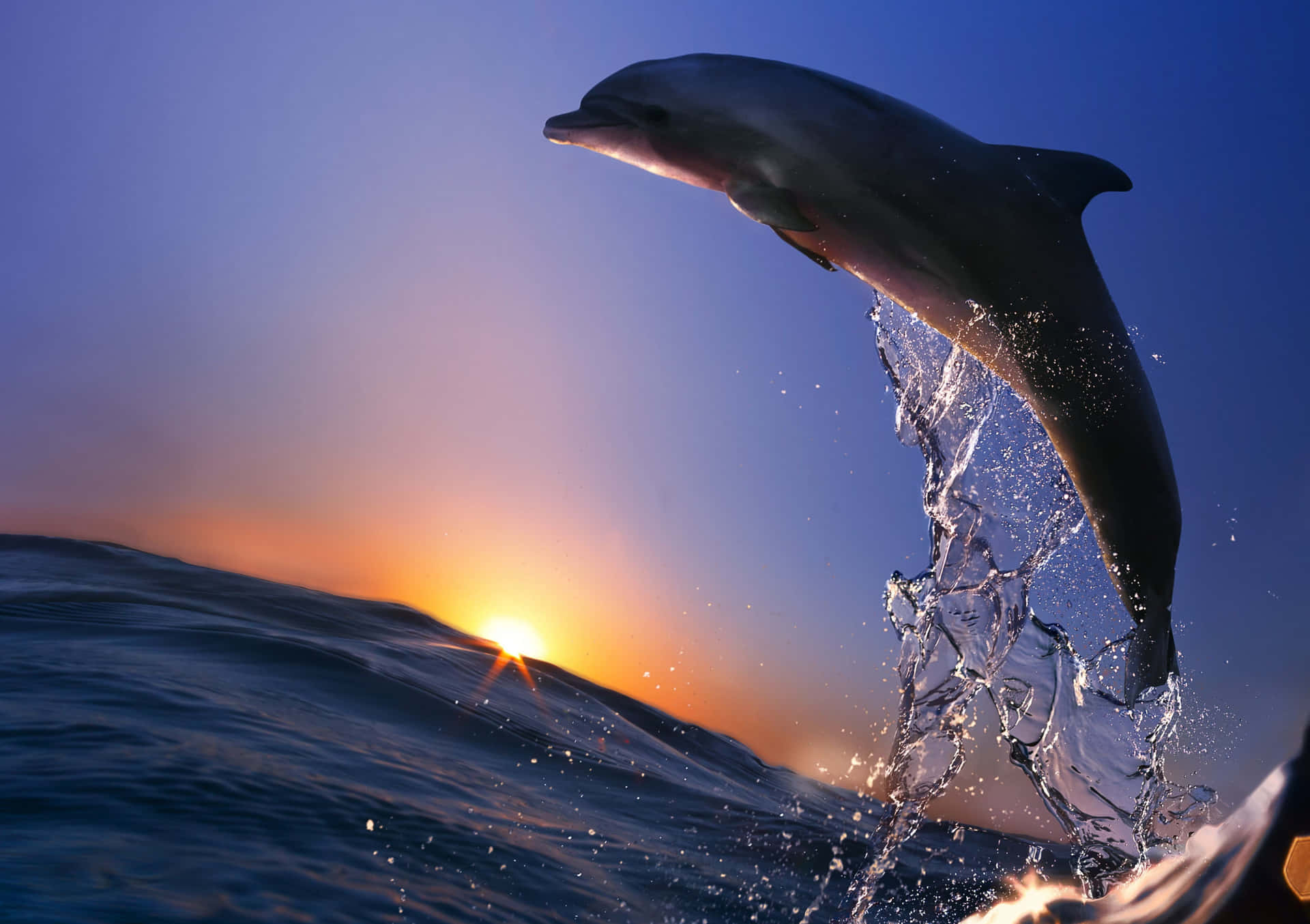 Dolphin Jumping Out Of The Water At Sunset Background