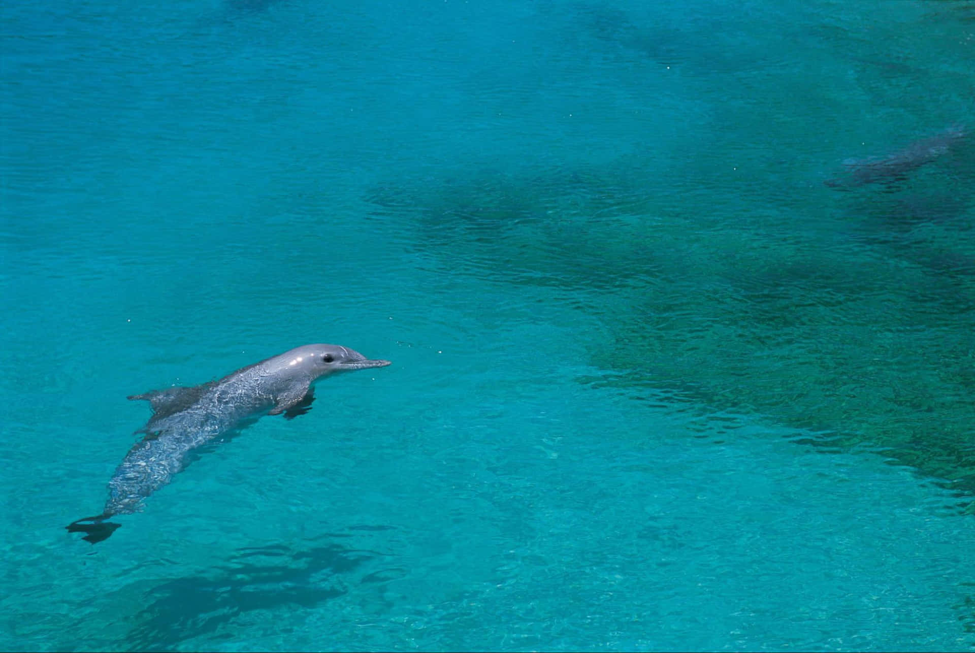 Dolphin On Shallow Water Background