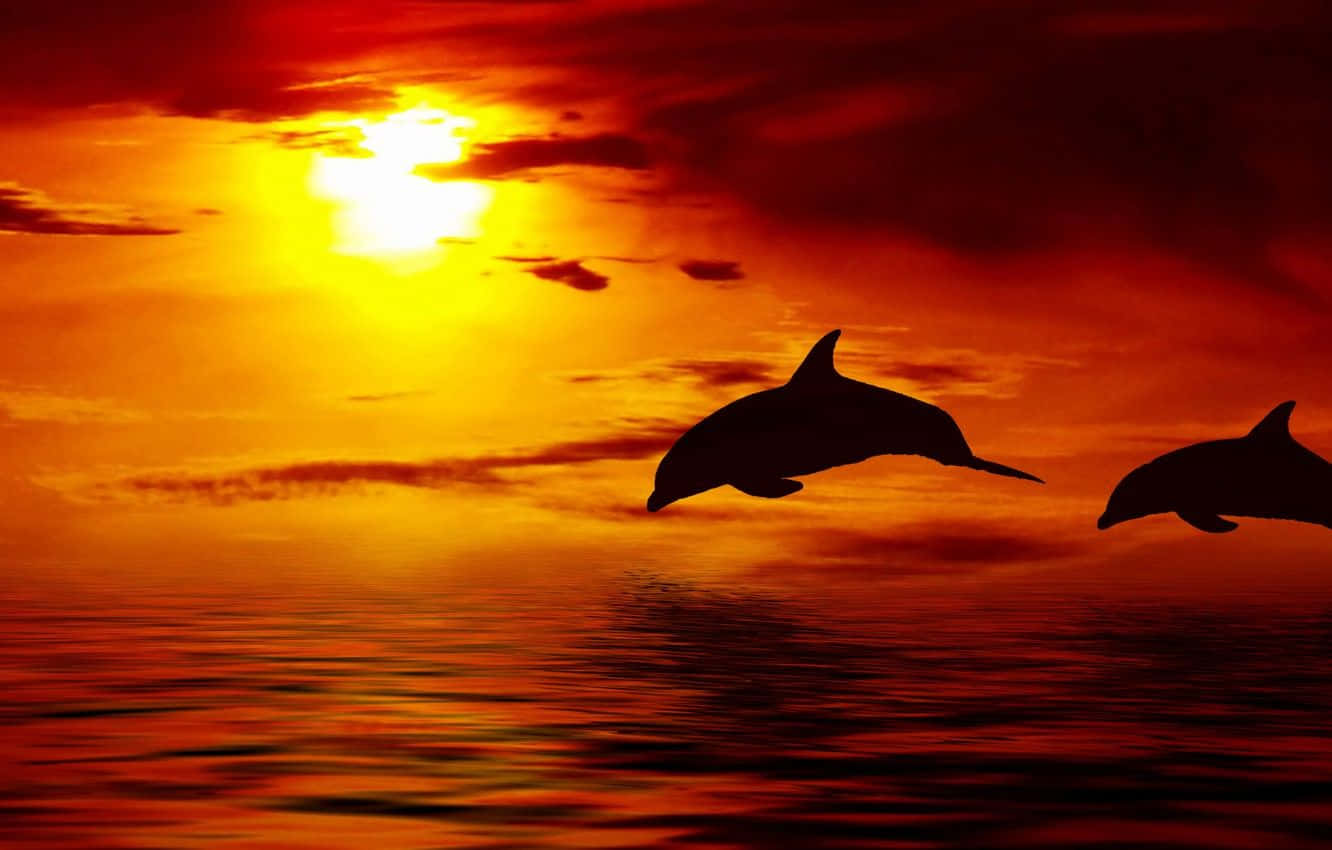 Dolphin Over Red Orange Sunset