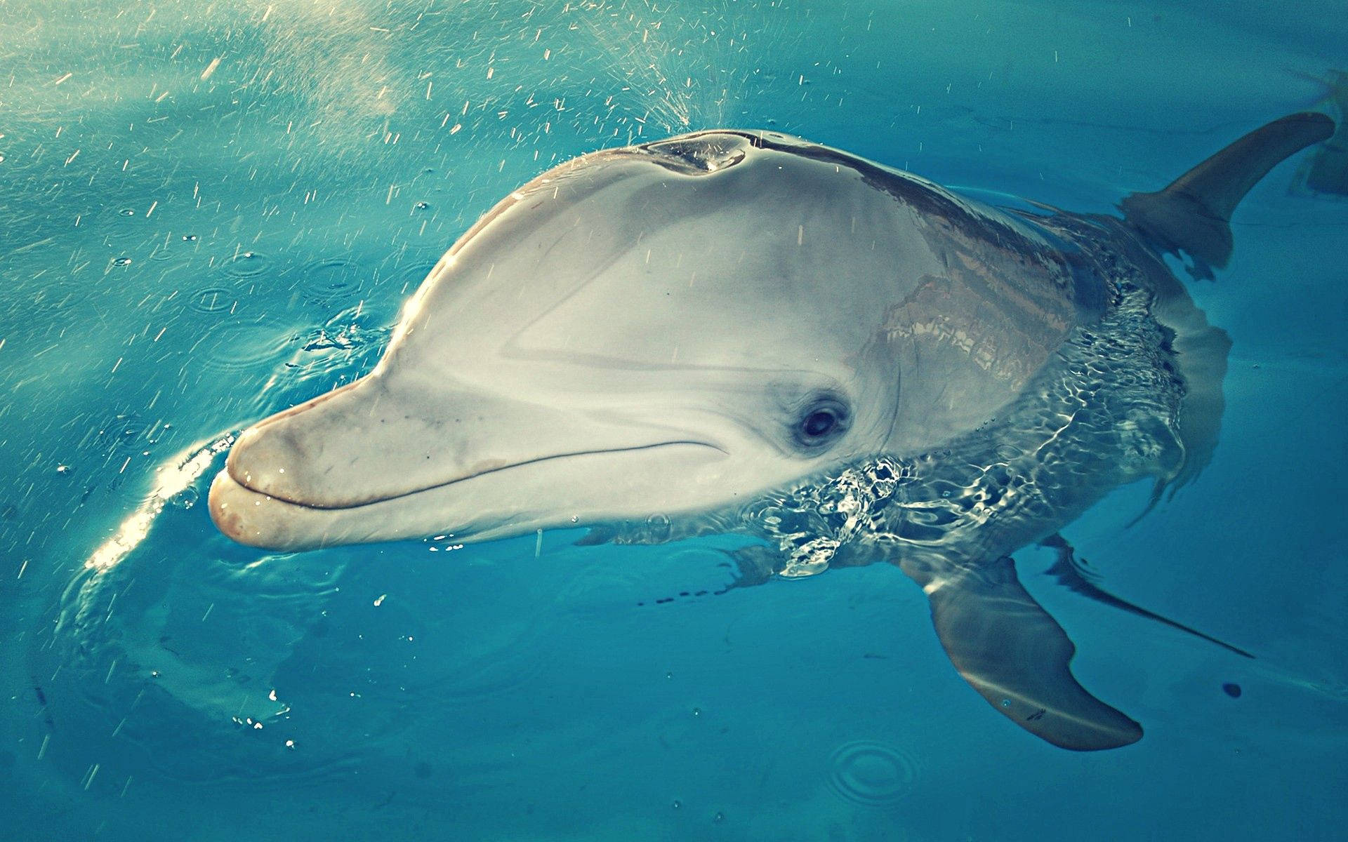 Dolphin Spraying Water Background