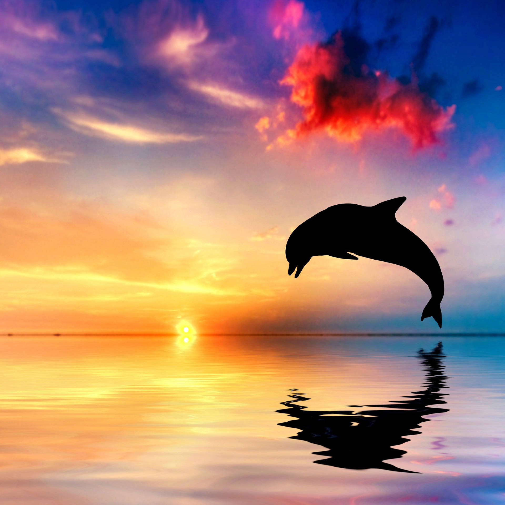 Dolphin Sunset Ocean Background