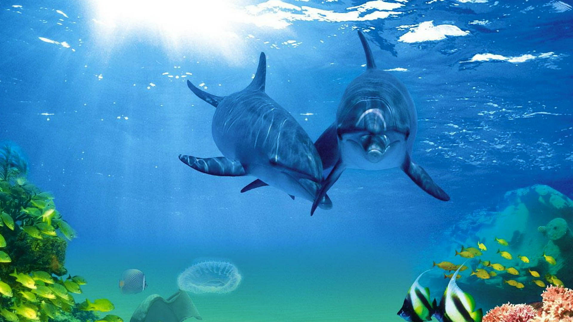 Dolphins And Fishes Background