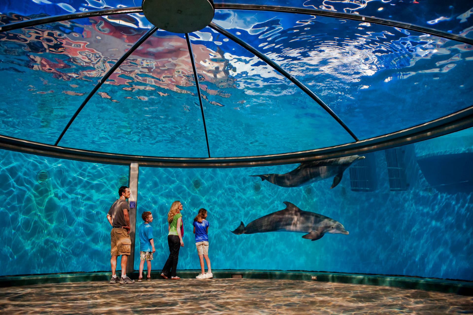 Dolphins In An Aquarium Background