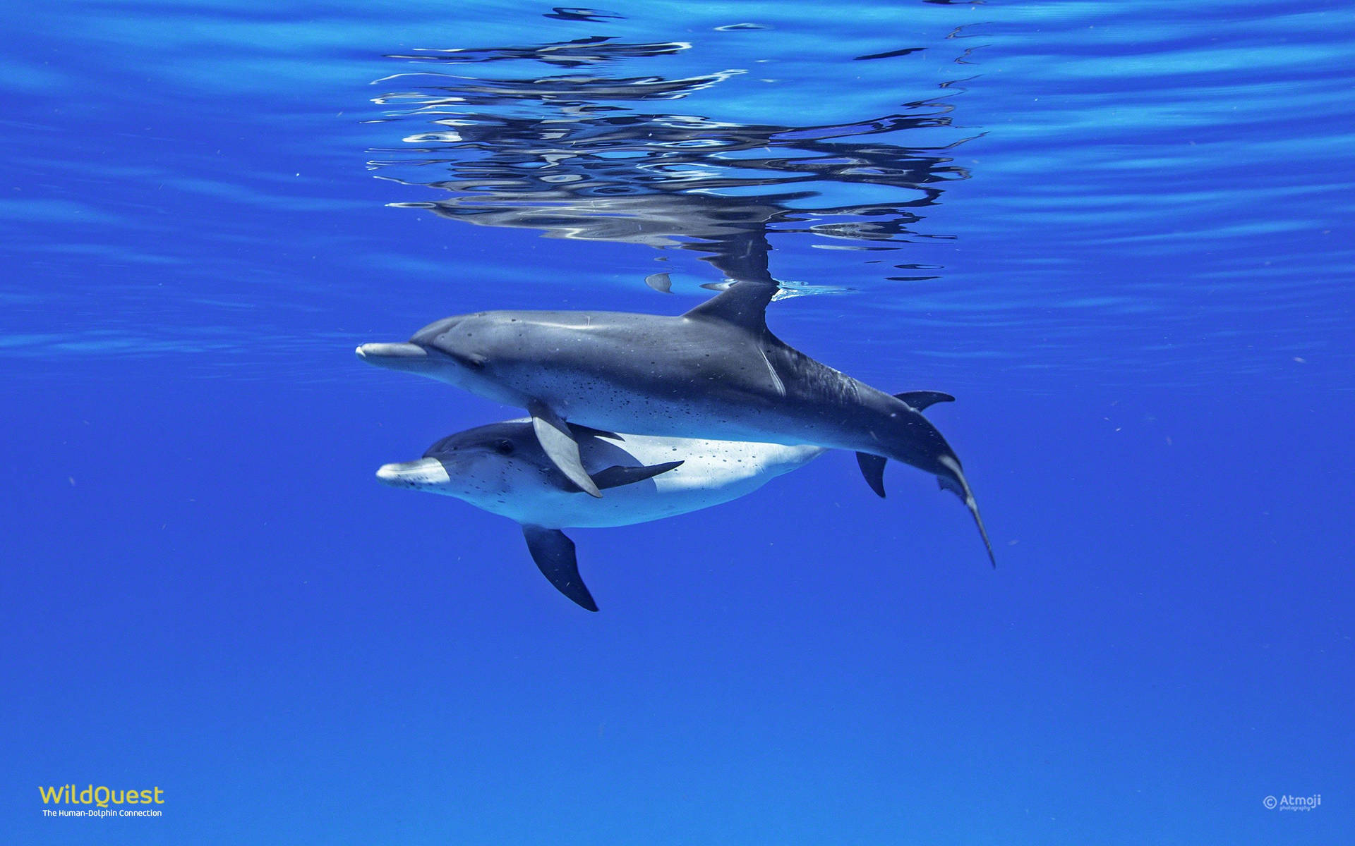 Dolphins Under Water Background