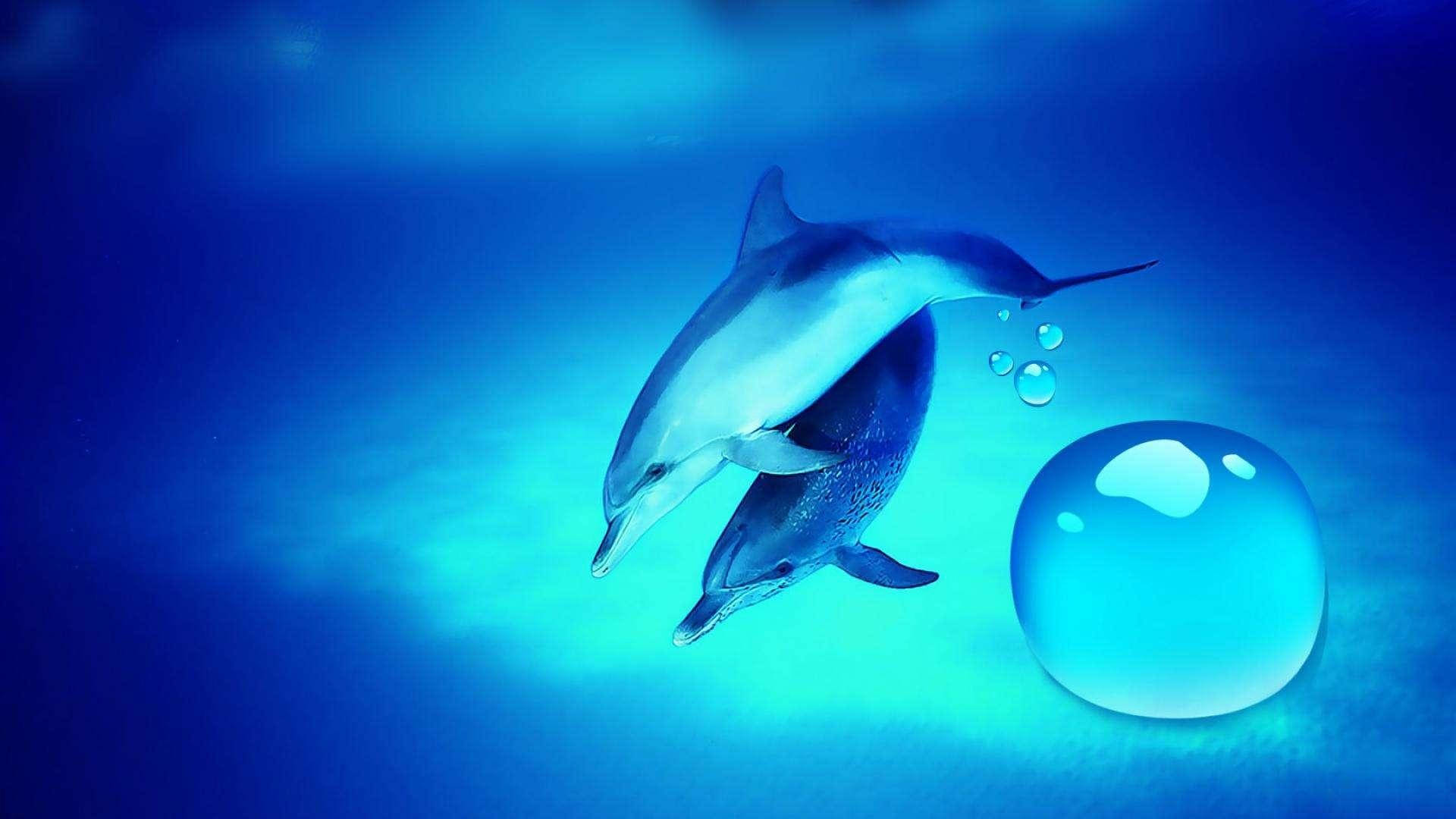 Dolphins Underwater Live Desktop Background