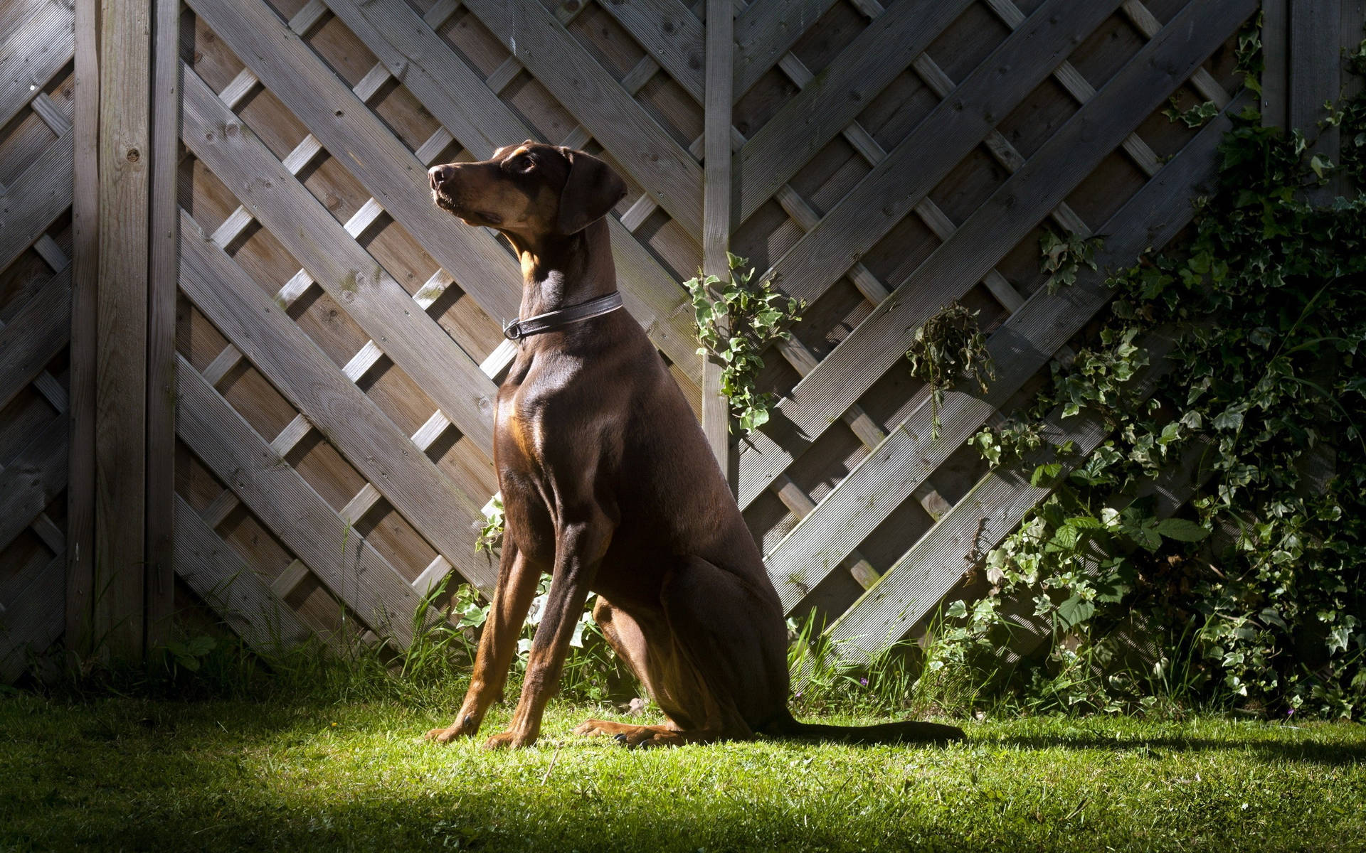 Domestic Dog Doberman Pinscher Background