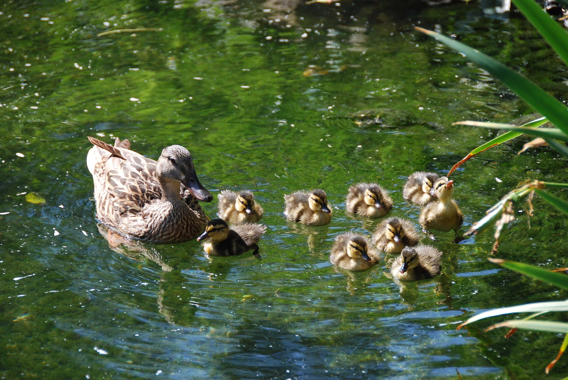 Domestic Duck Mother Bird