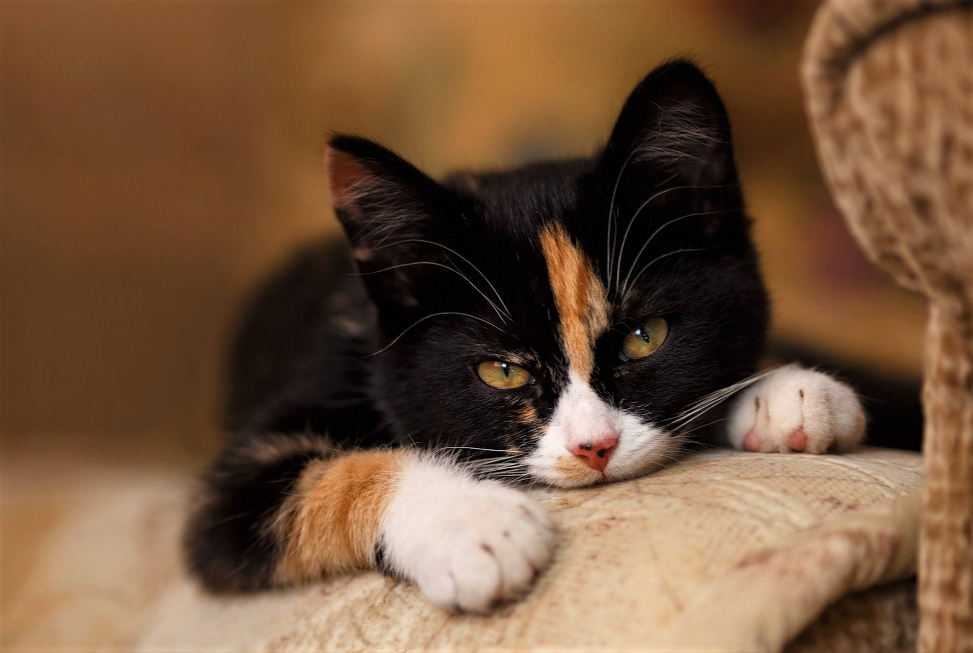 Domestic Short-haired Cute Kitten Background