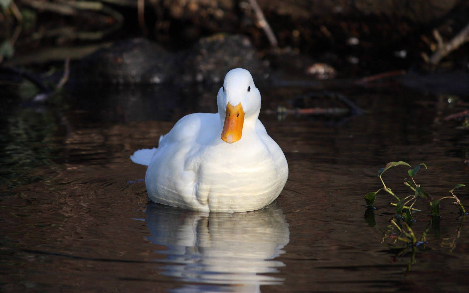 Domestic White Duck Background