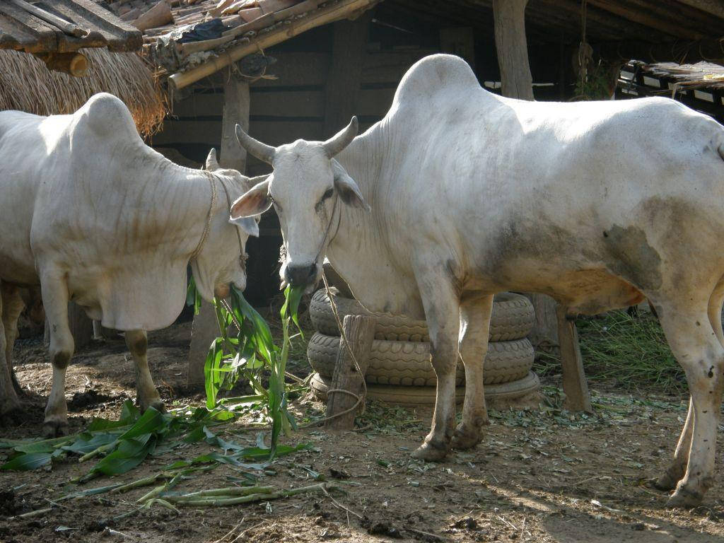Domesticated White Oxen Background