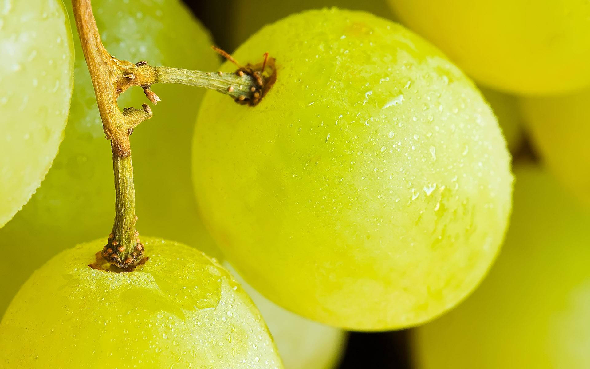 Dominga Grapes Close-up Shot Background