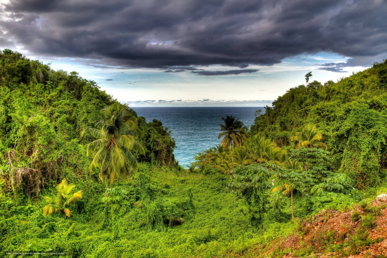 Dominica Island Rainforest Background