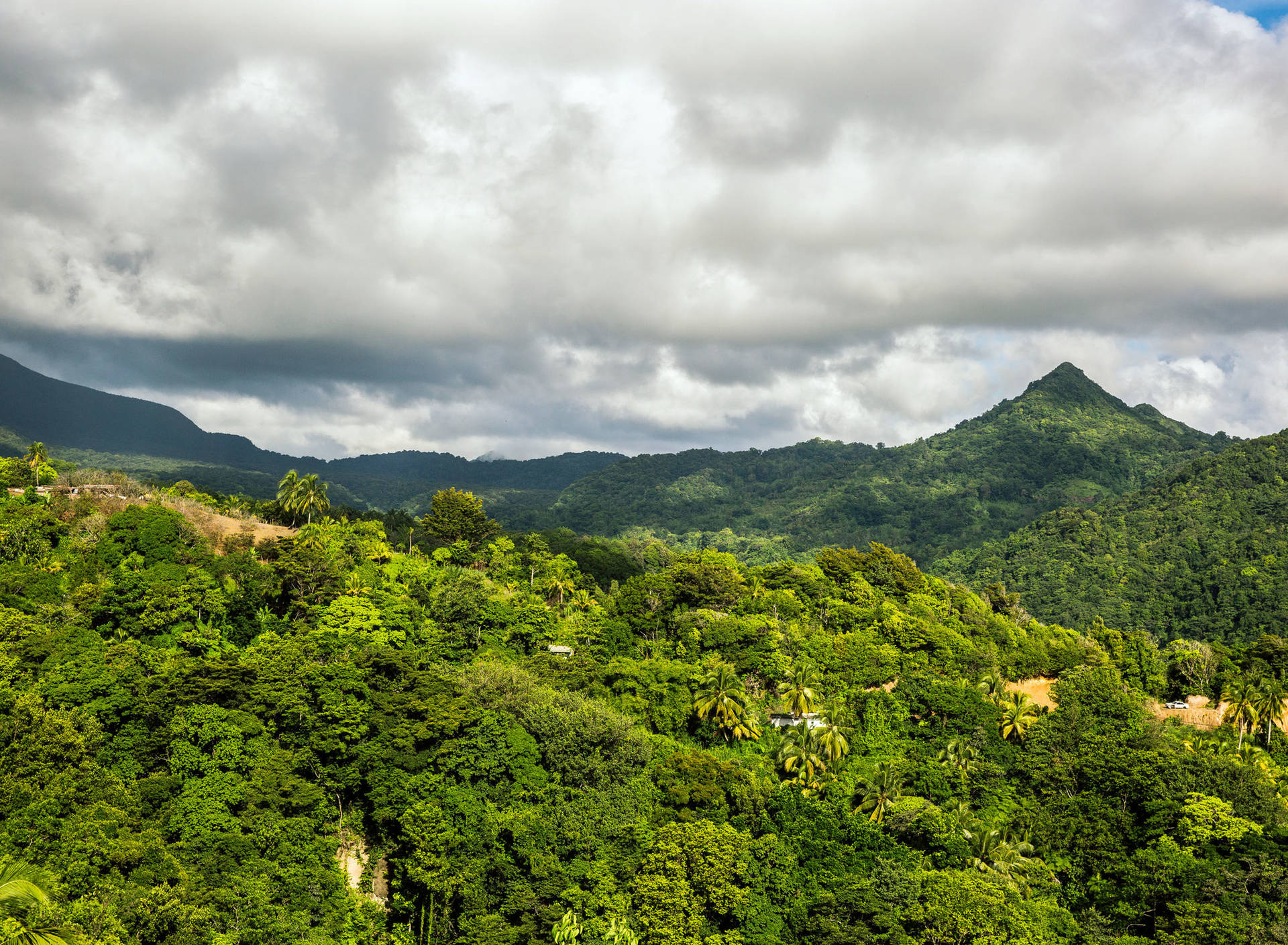 Dominica Rainforest Background