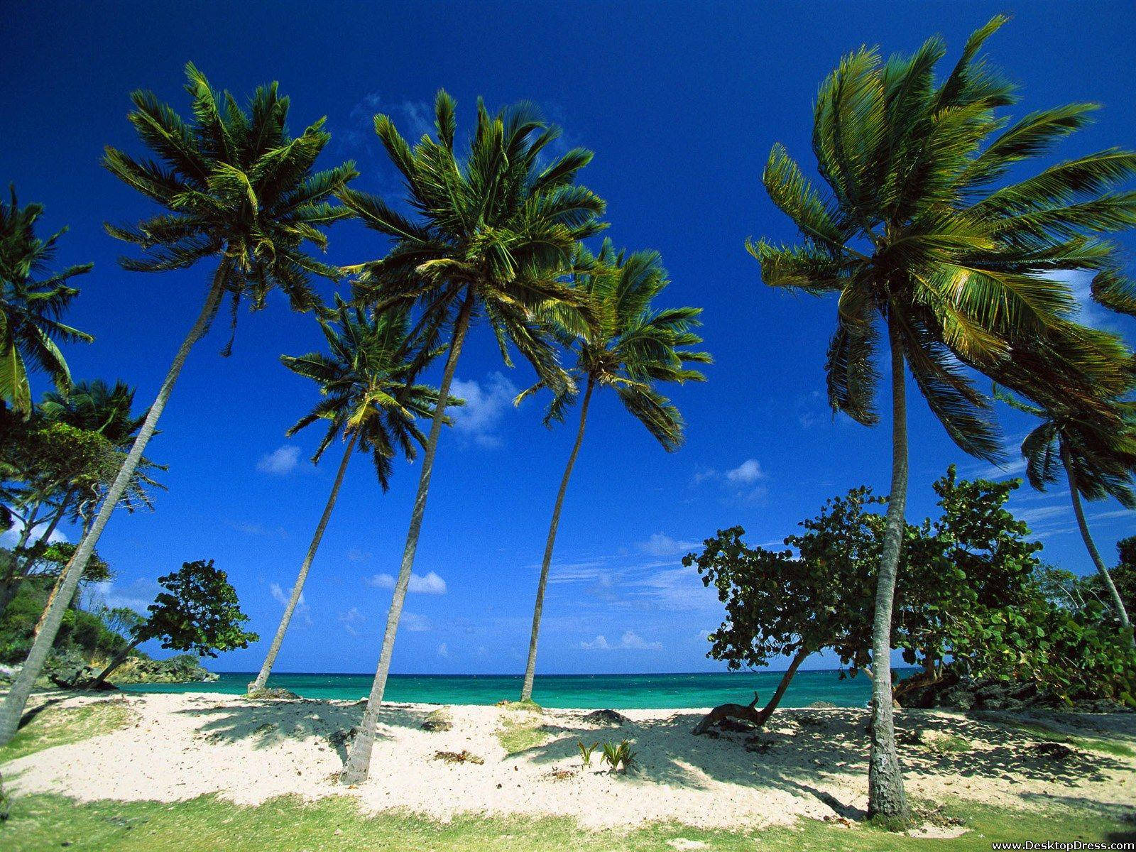 Dominican Republic Windy Trees