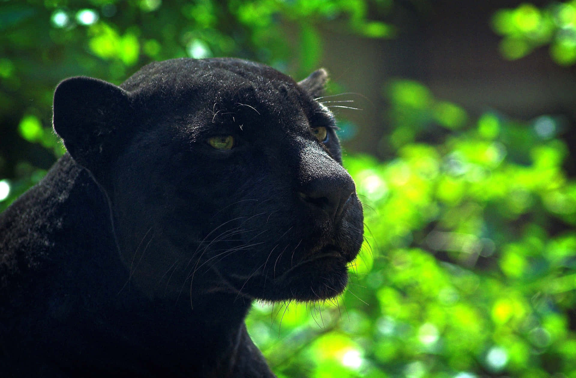 Don't Mess With This Majestic Black Panther! Background