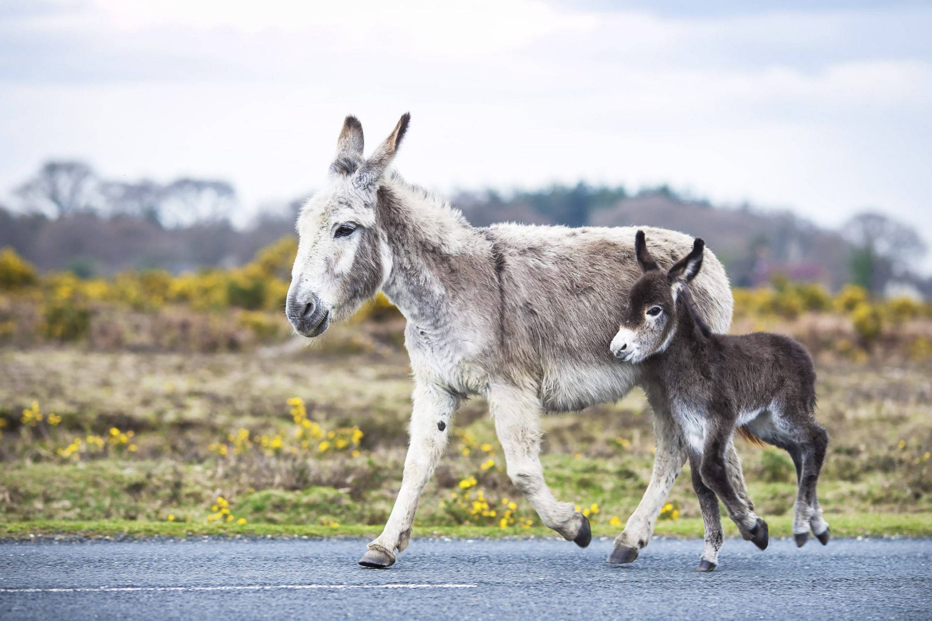 Donkey And Cute Foal Background