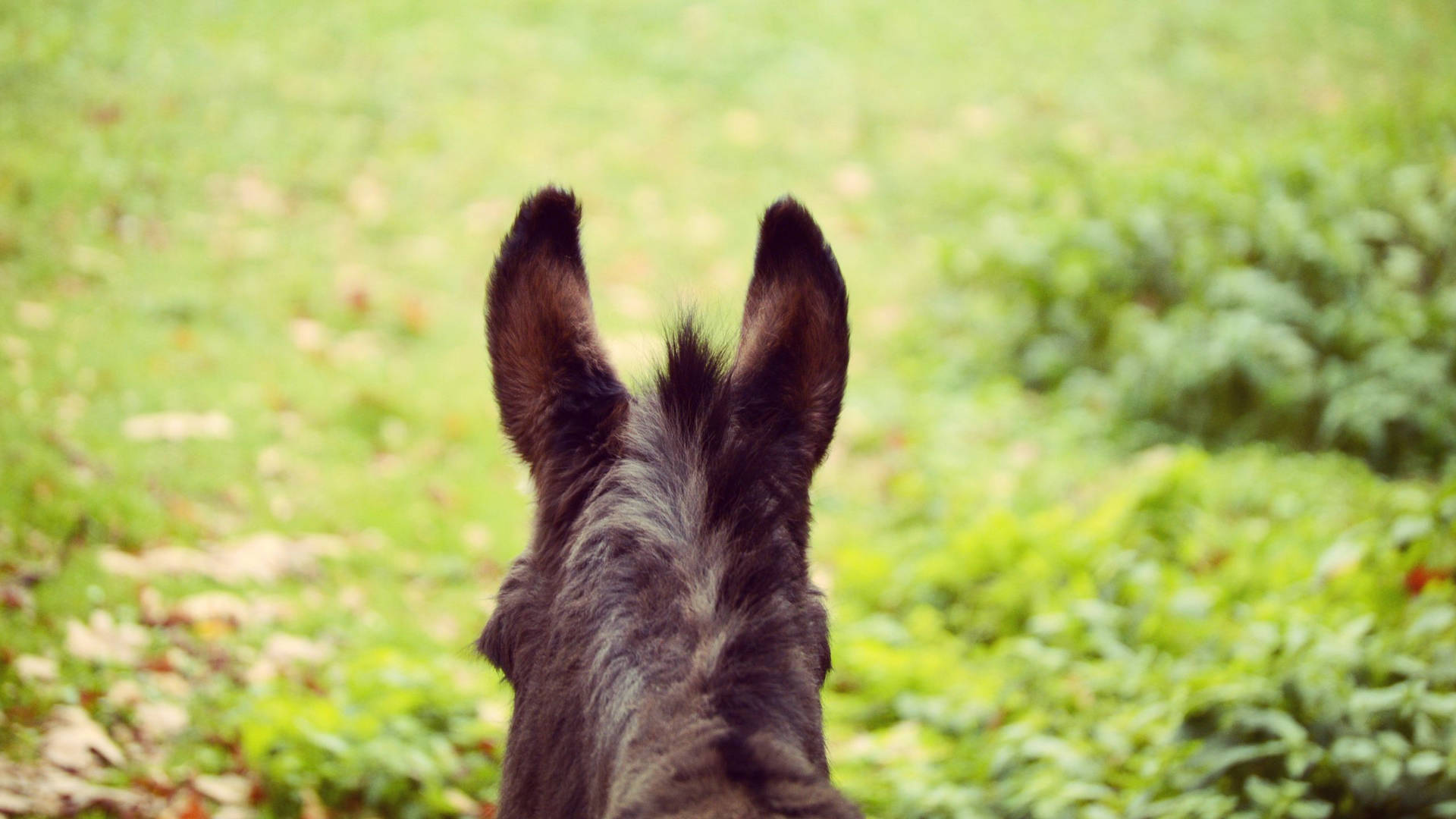 Donkey Ears Up Background