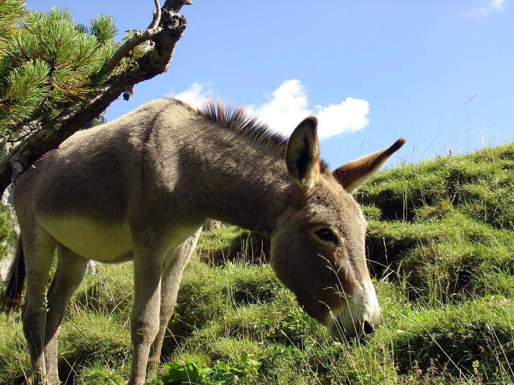 Donkey Feeding On Healthy Grass Background