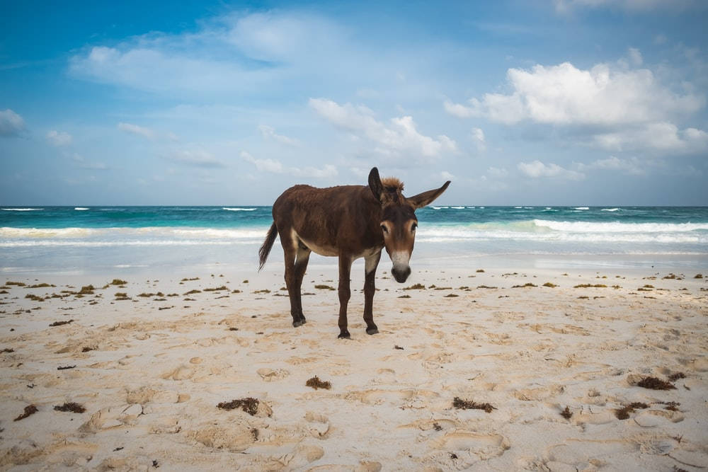 Donkey On Beach Background