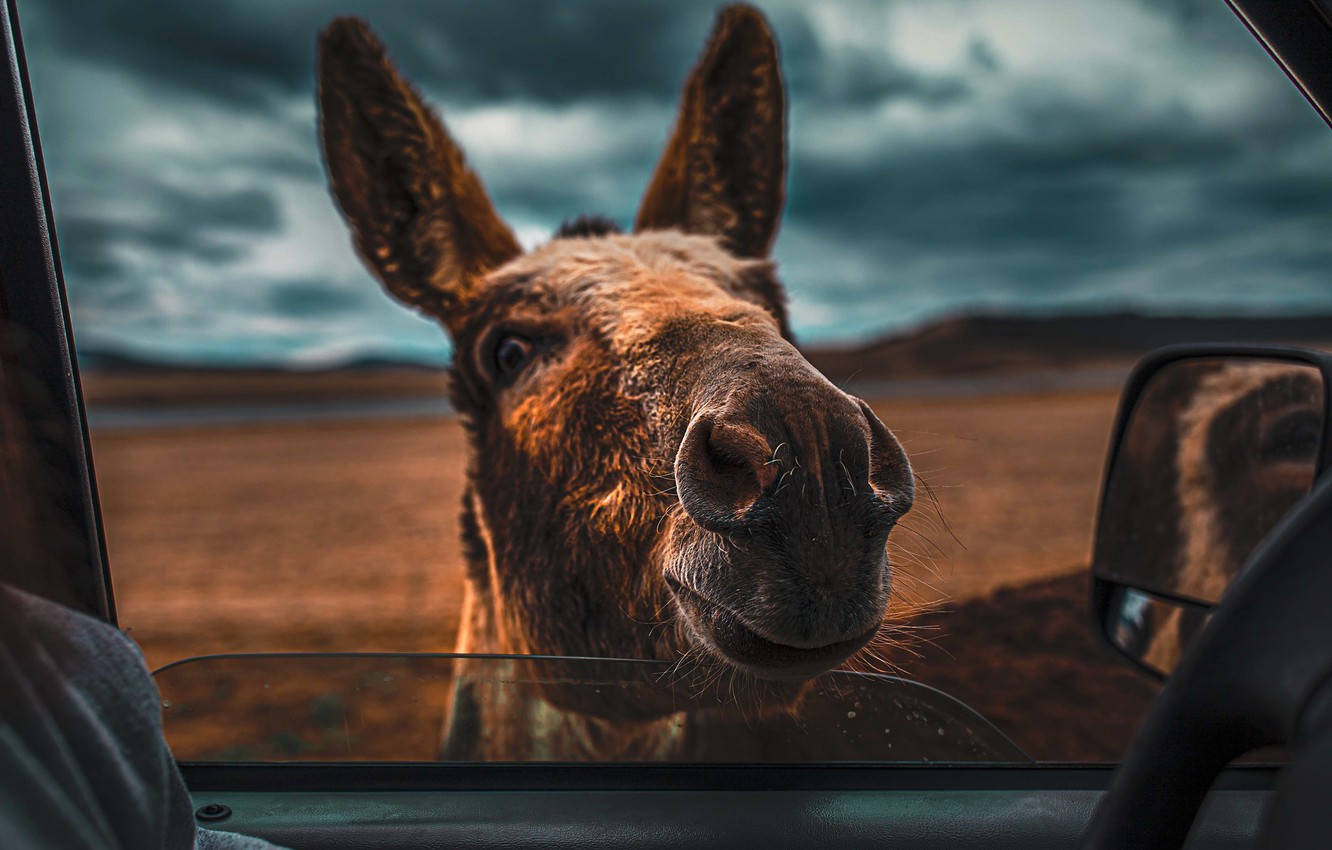 Donkey On Car Window Background