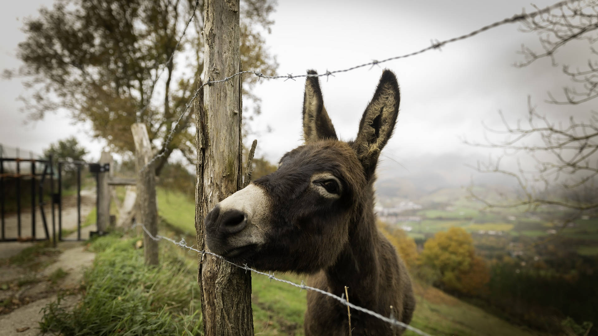 Donkey On Fence Background