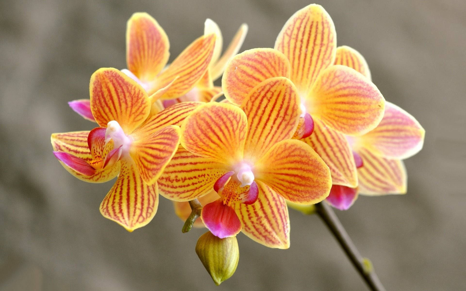 Doritaenopsis Orchid Flowers Background