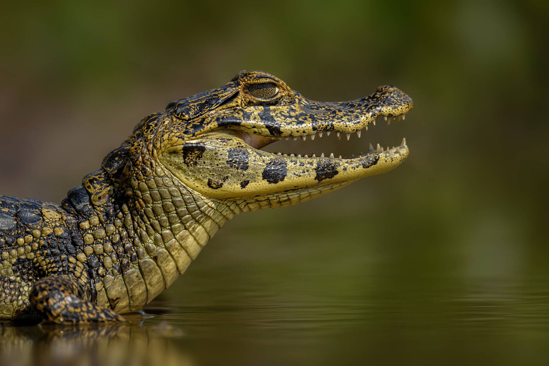 Dotted Caiman In Bokeh Background