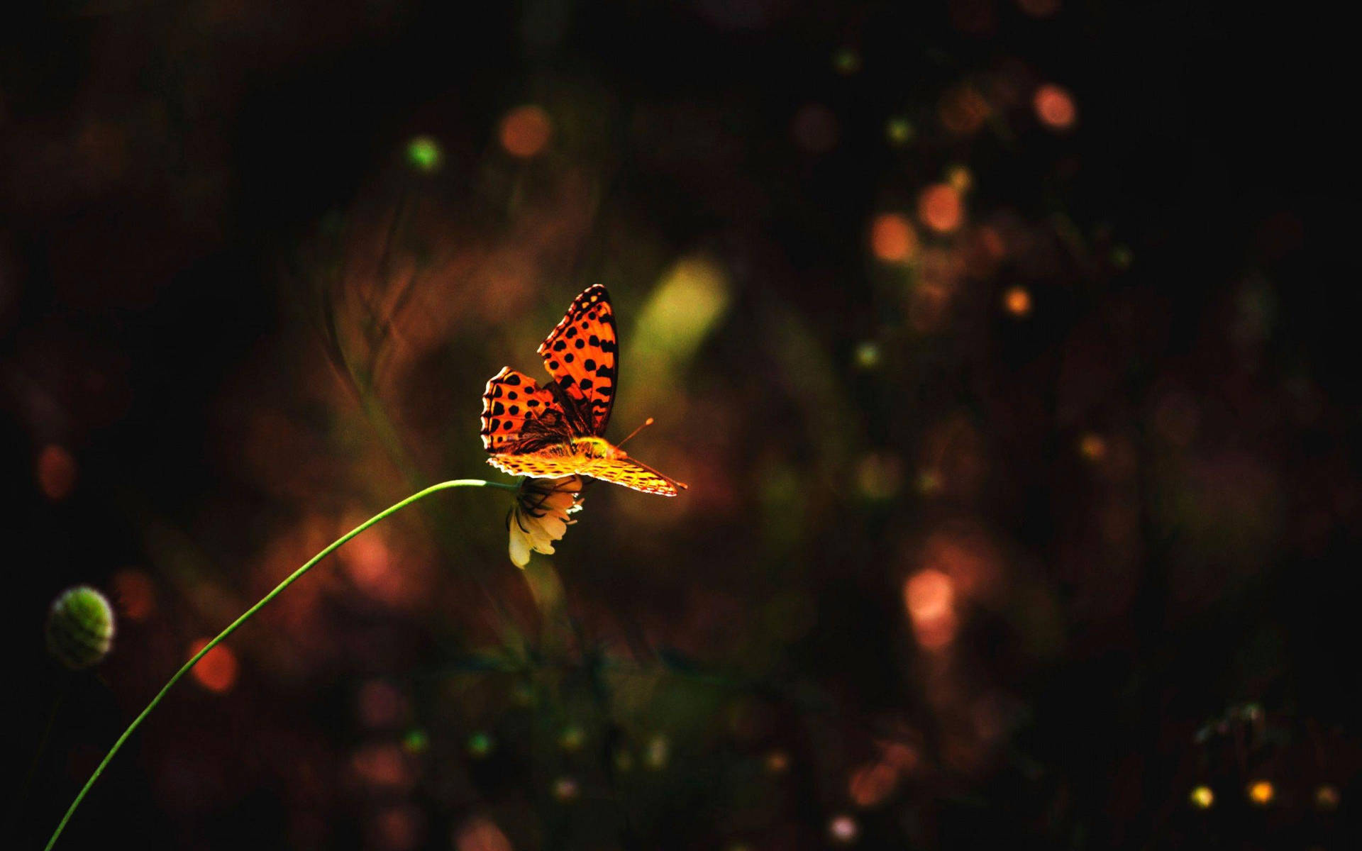 Dotted Orange Night Butterfly Background