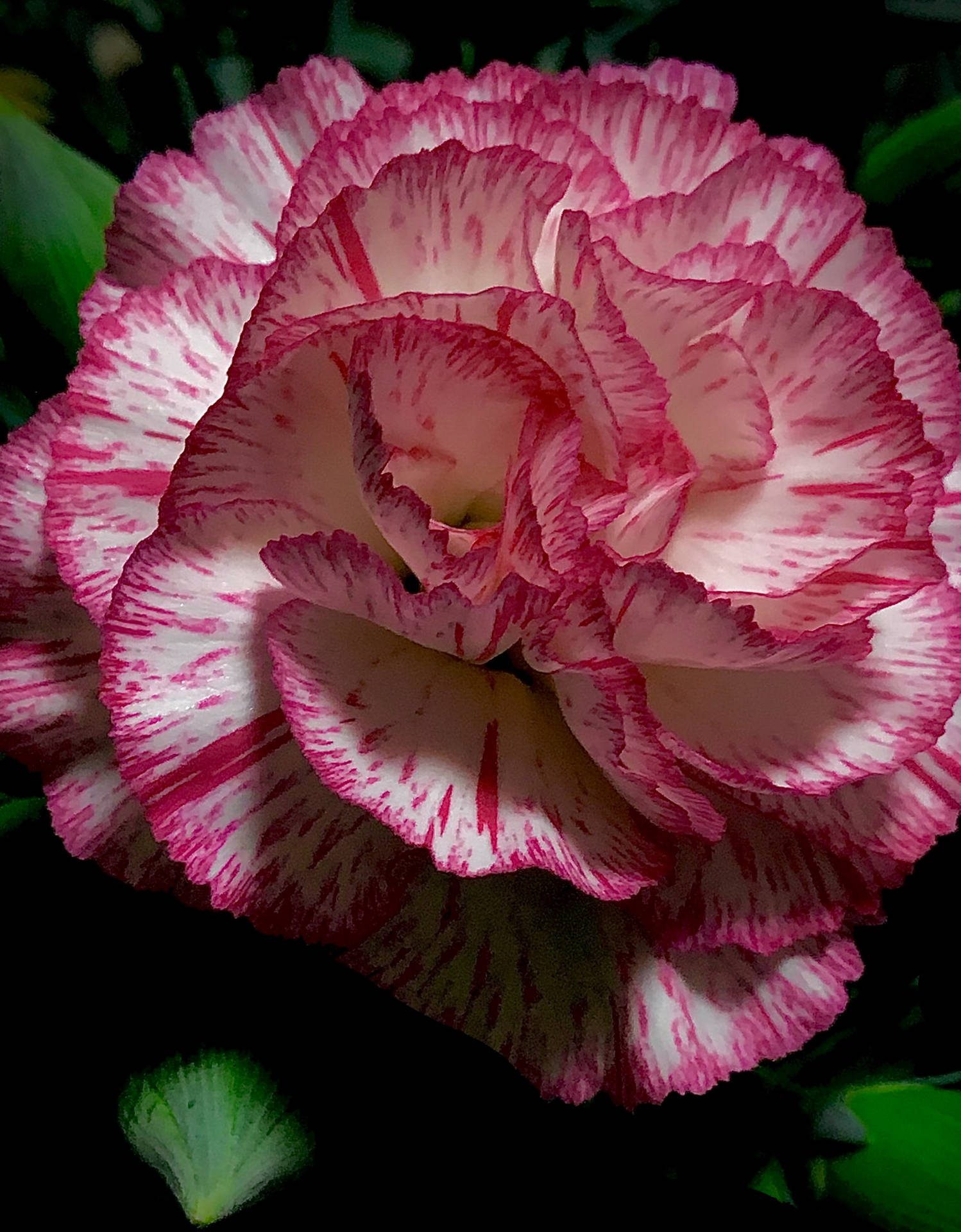 Double Striped Pink Carnation