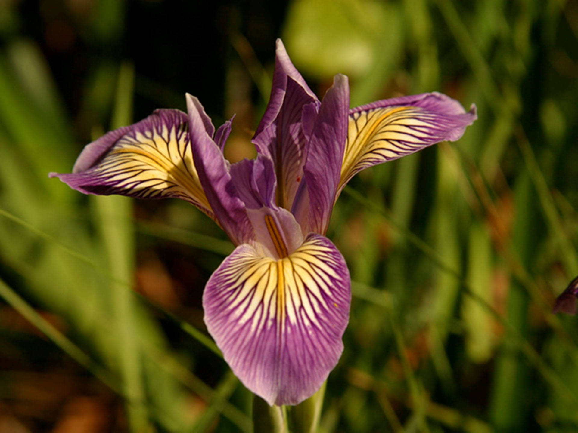 Douglas Iris Flower Background