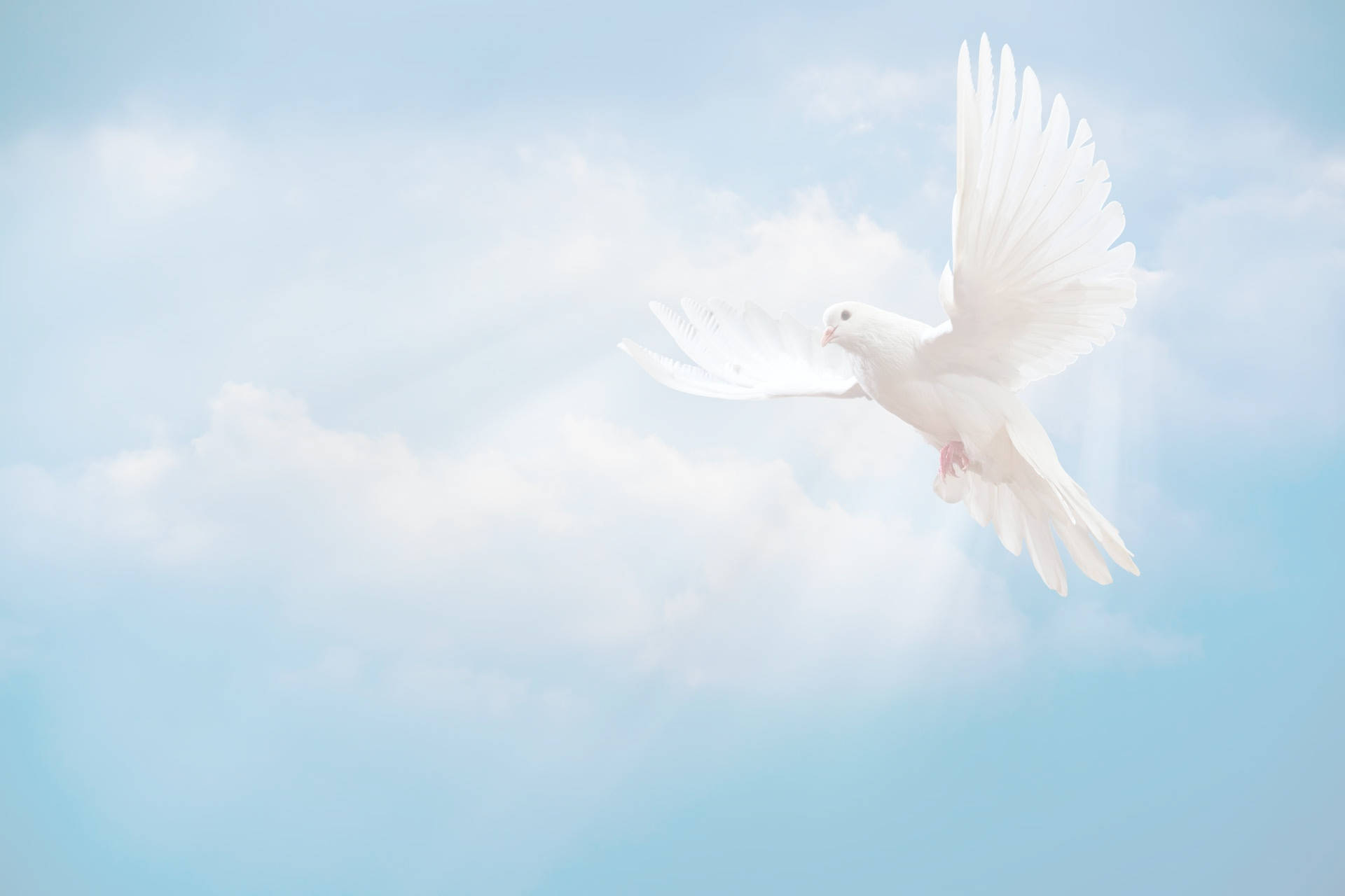 Dove And Funeral Clo Background