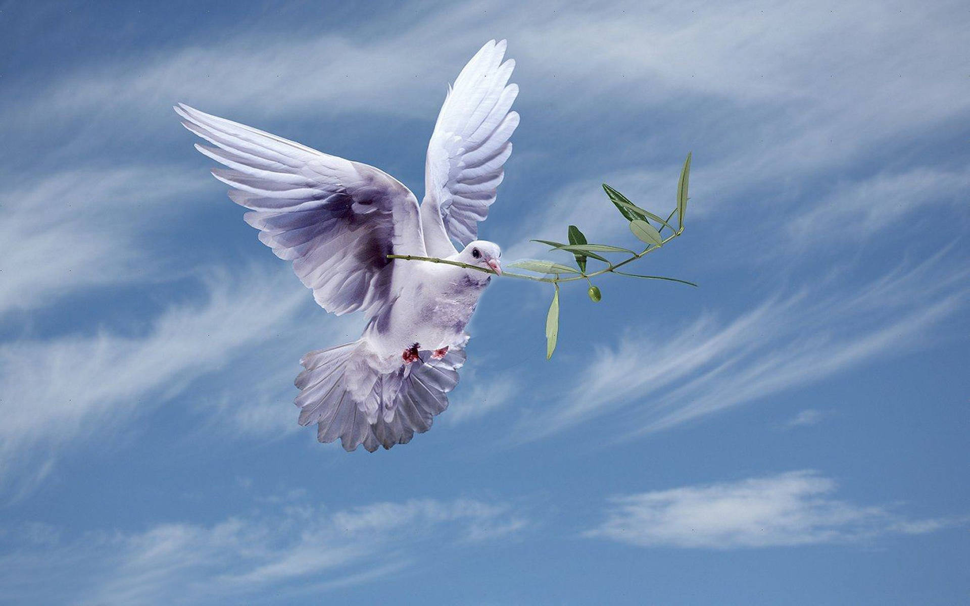 Dove Holding Olive Leaves In Wispy Sky Background