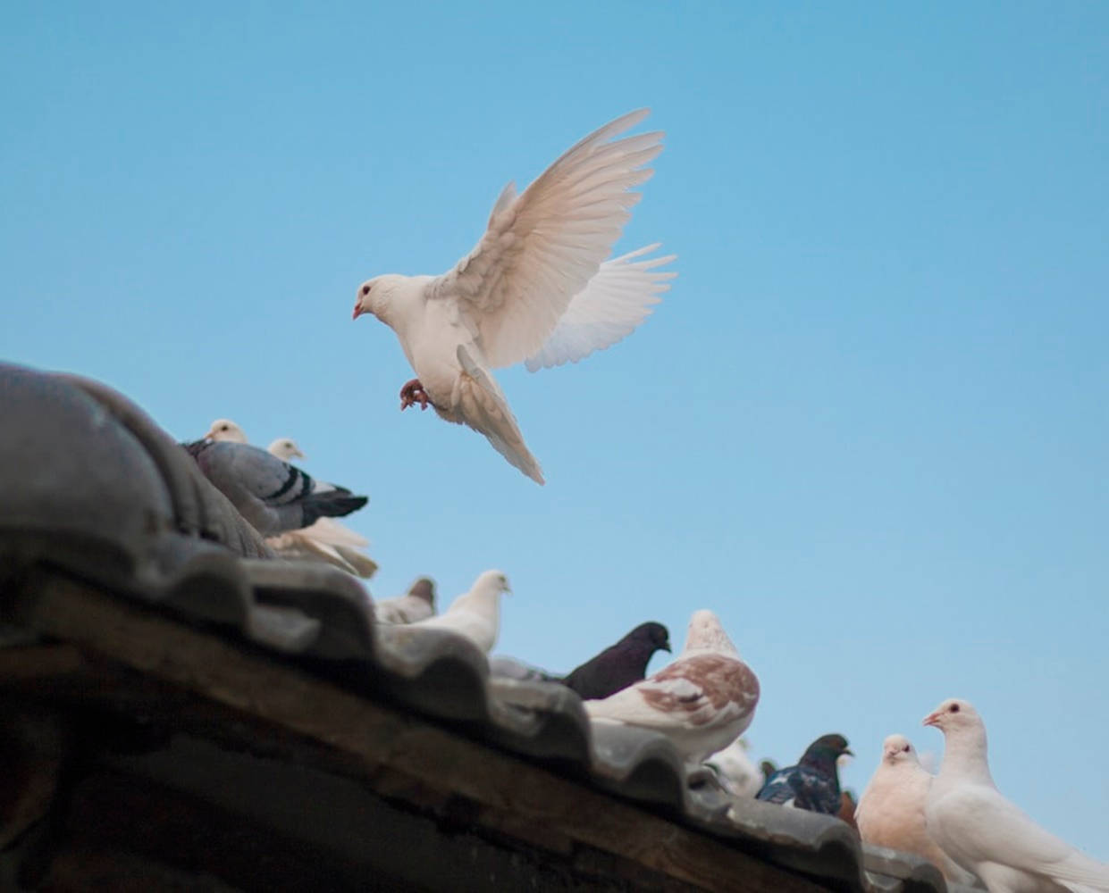 Doves And Pigeons On A Roof Background