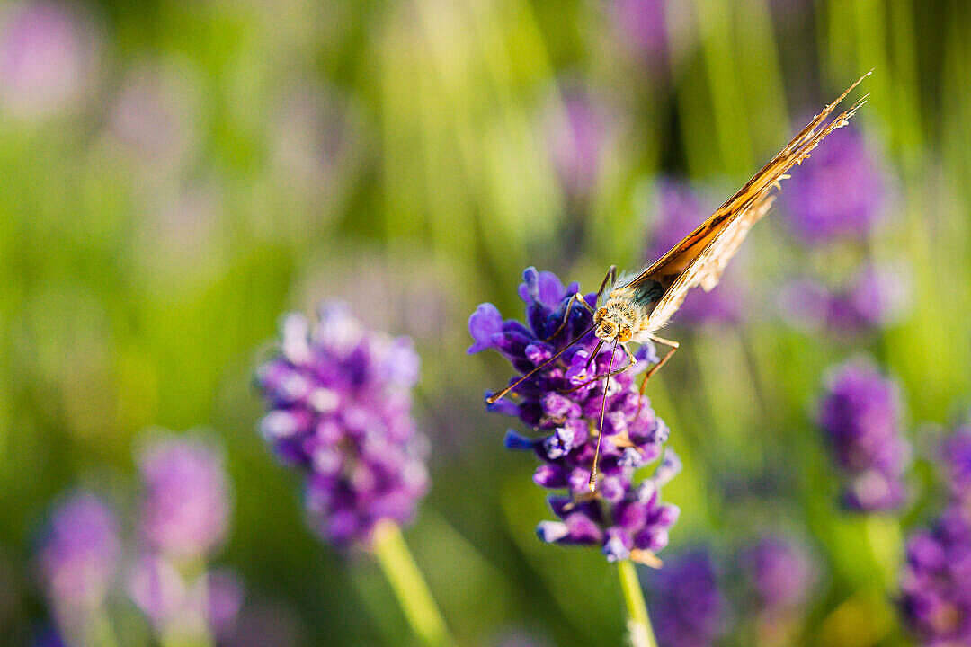 Download Butterfly On A Lavender Flower Free Stock Photo