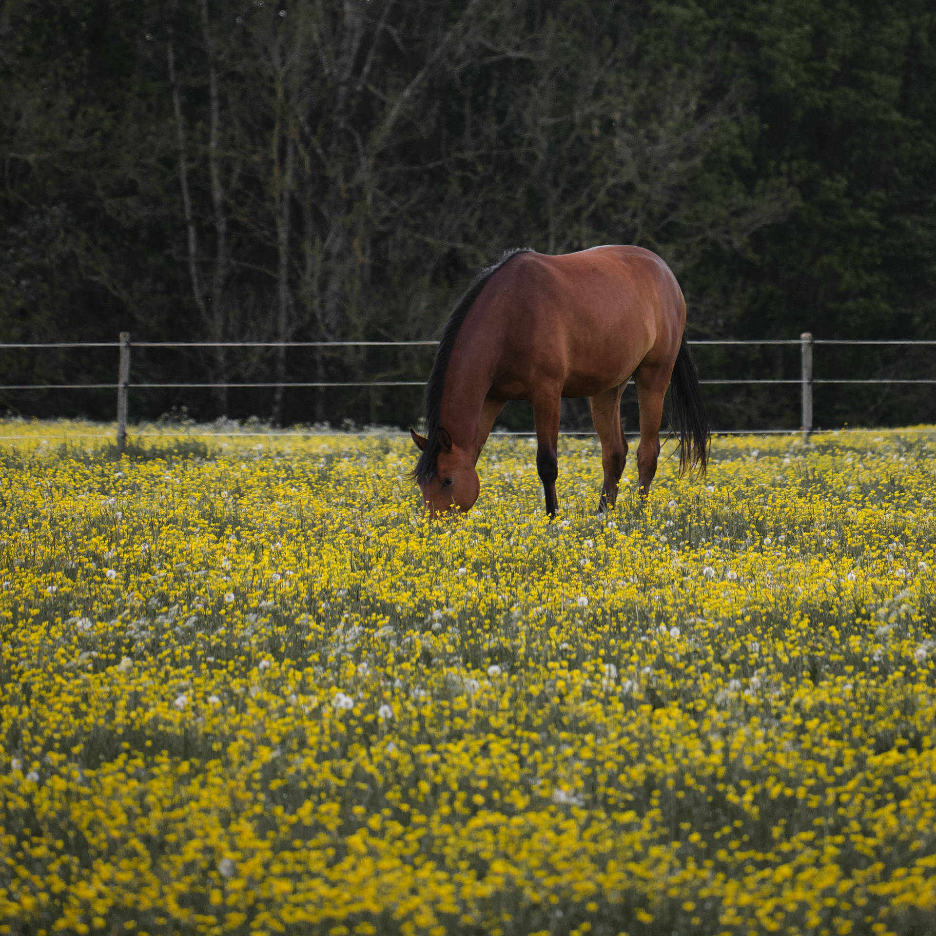 Download Hd Horse Wallpaper Background