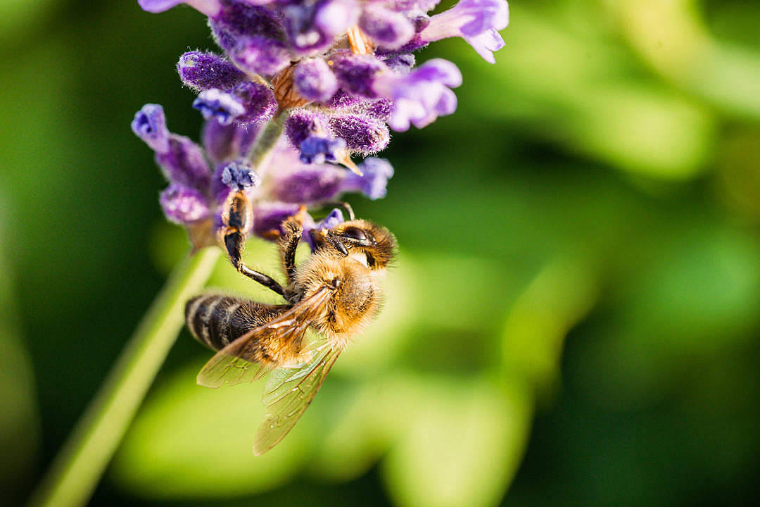 Download Honey Bee Working On A Lavender Flower Free Stock Photo Background